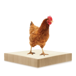 pet